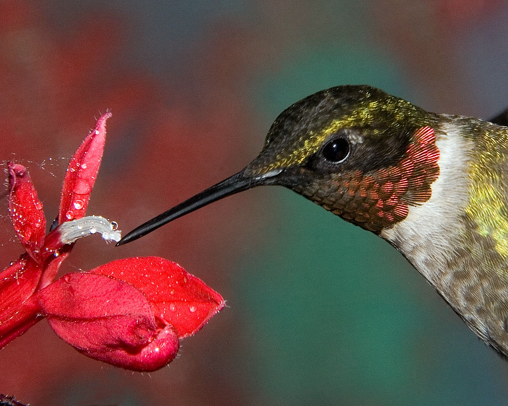Ruby-throated hummingbird (Archilochus colubris)